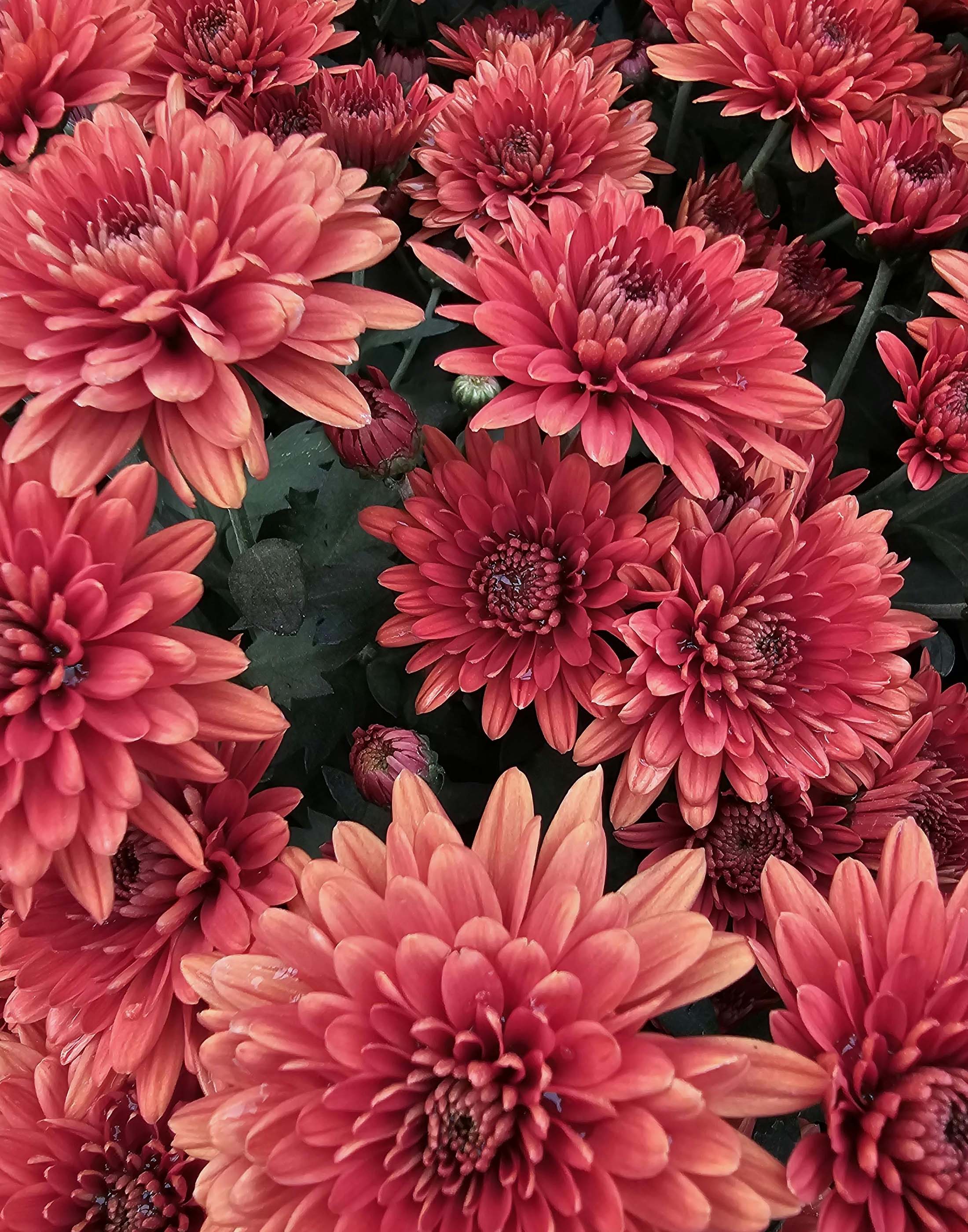 LILY FLOWERS
