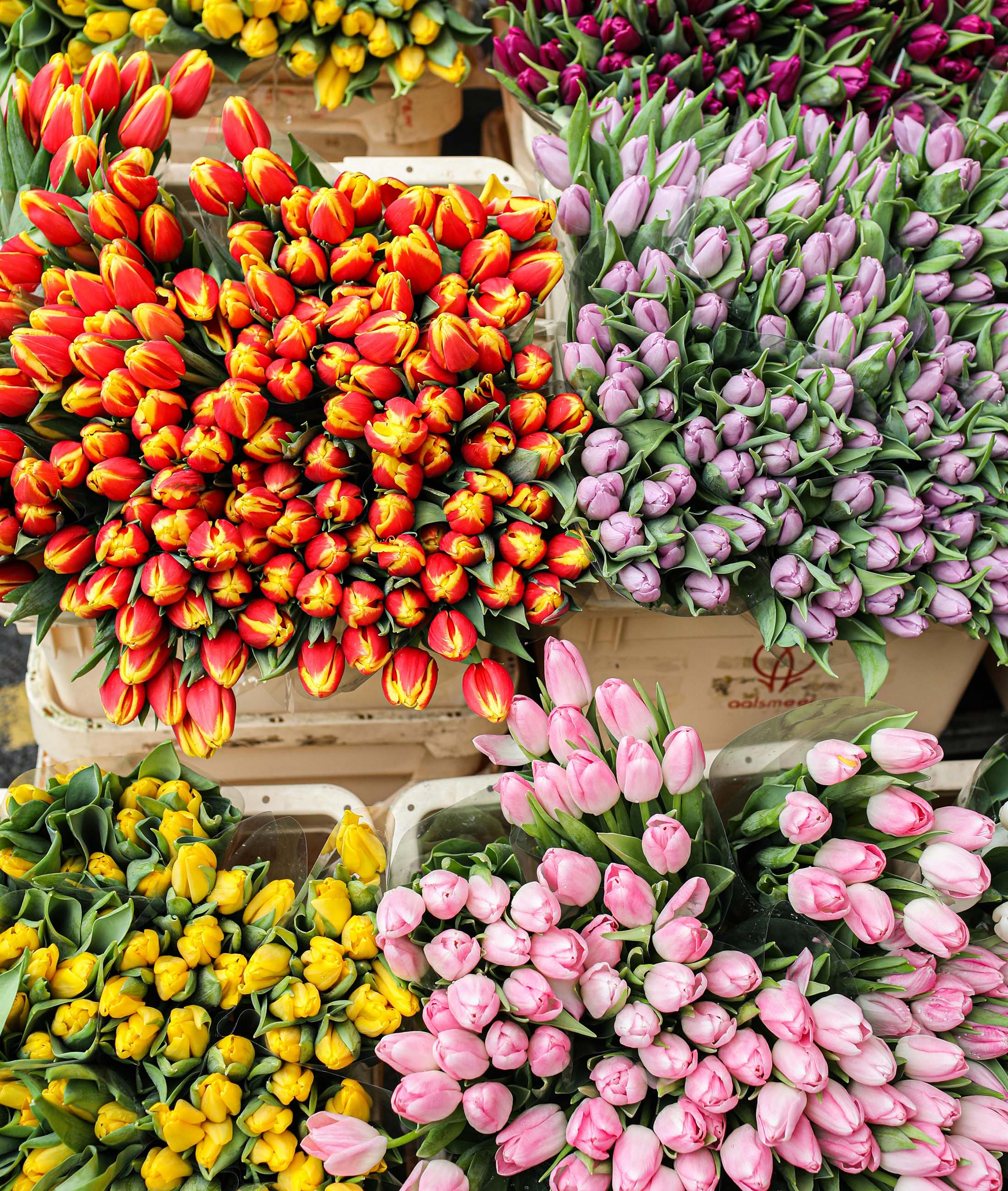 LILY FLOWERS